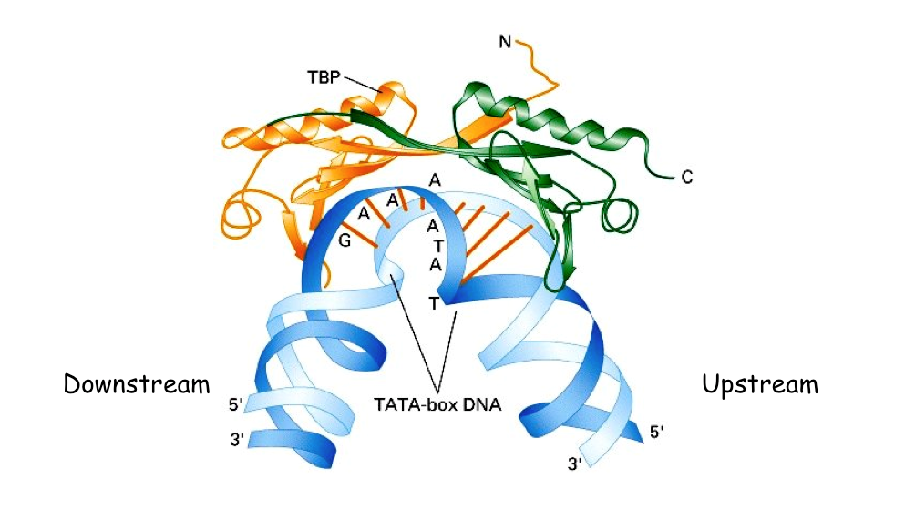 Illustration shows the newly created polymer matrix, labeled the TBP, binding a strand of DNA.